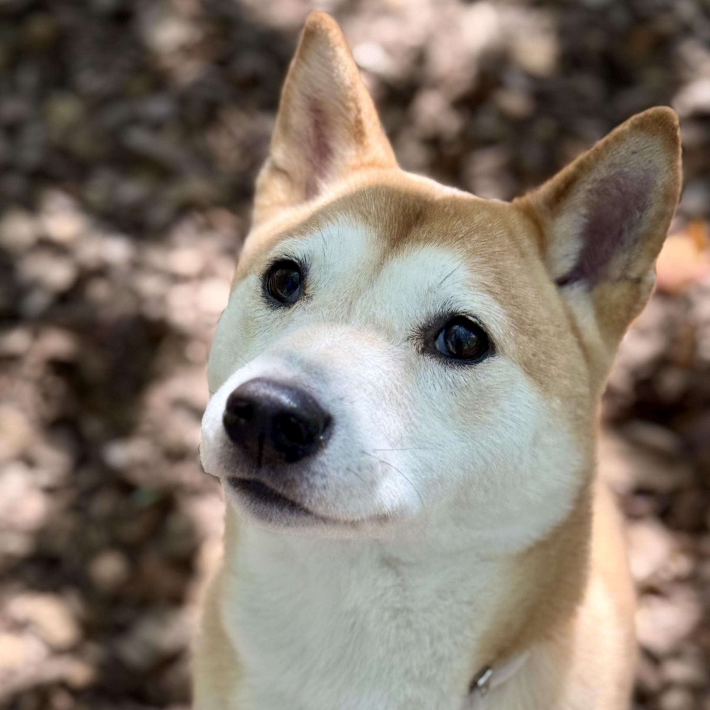Enlarge Nori (53593), a ADOPTABLE Shiba Inu in Columbia, MD image 2/6