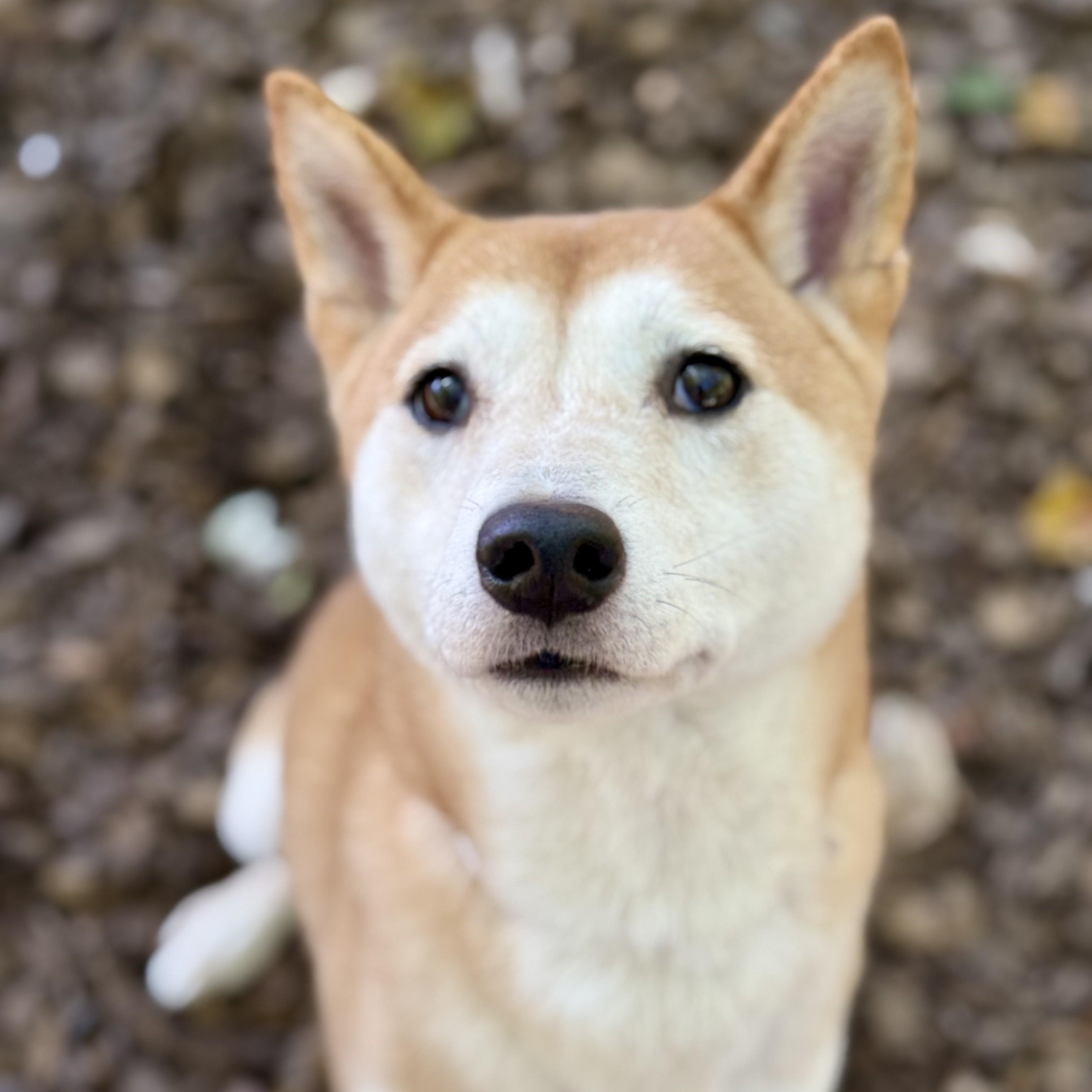 Nori (53593), ADOPTABLE, Adult Female Shiba Inu.