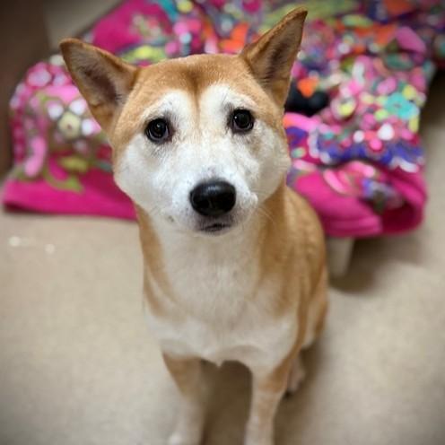 Enlarge Nori (53593), a ADOPTABLE Shiba Inu in Columbia, MD image 5/6
