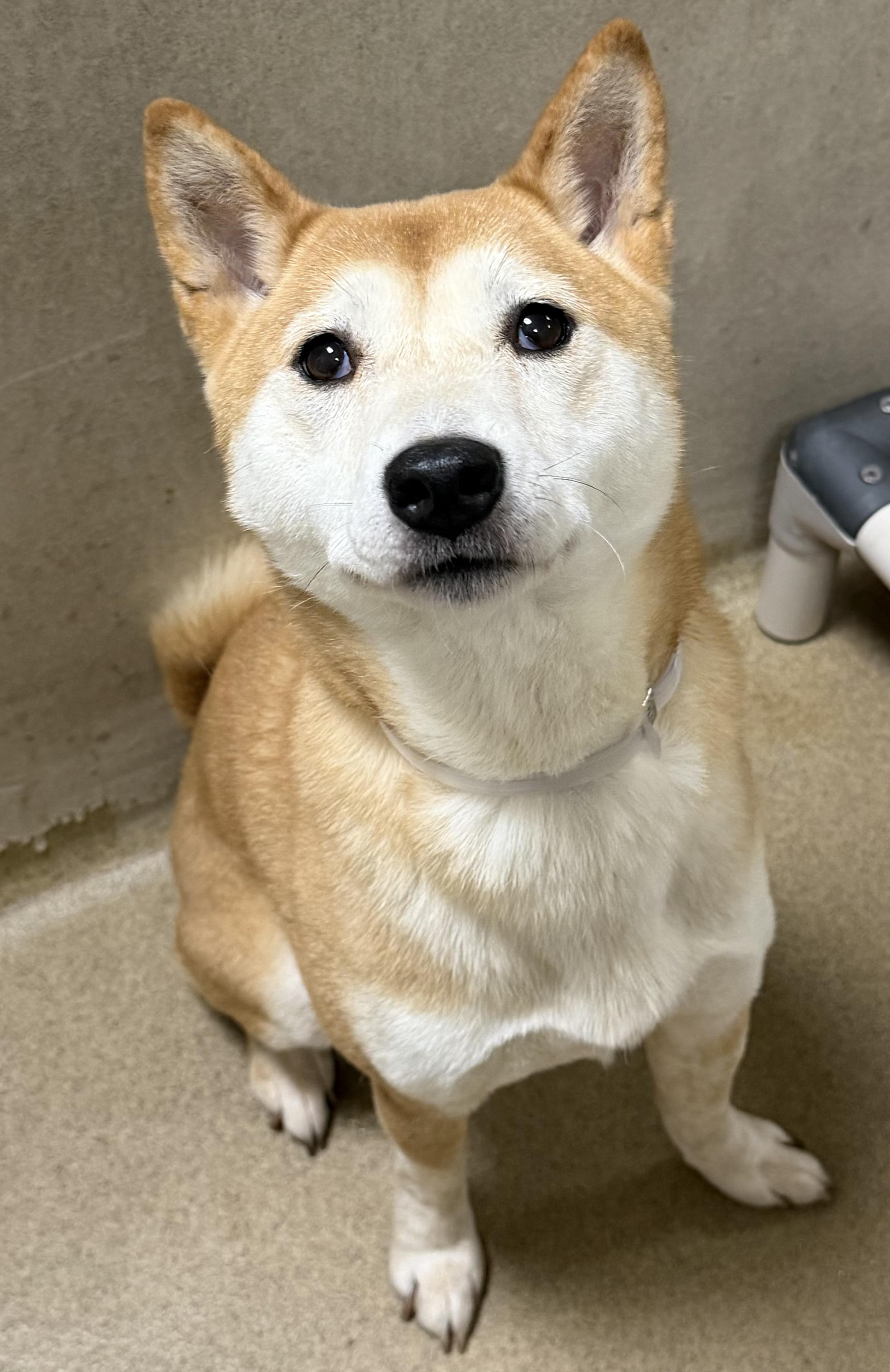 Enlarge Nori (53593), a ADOPTABLE Shiba Inu in Columbia, MD image 6/6