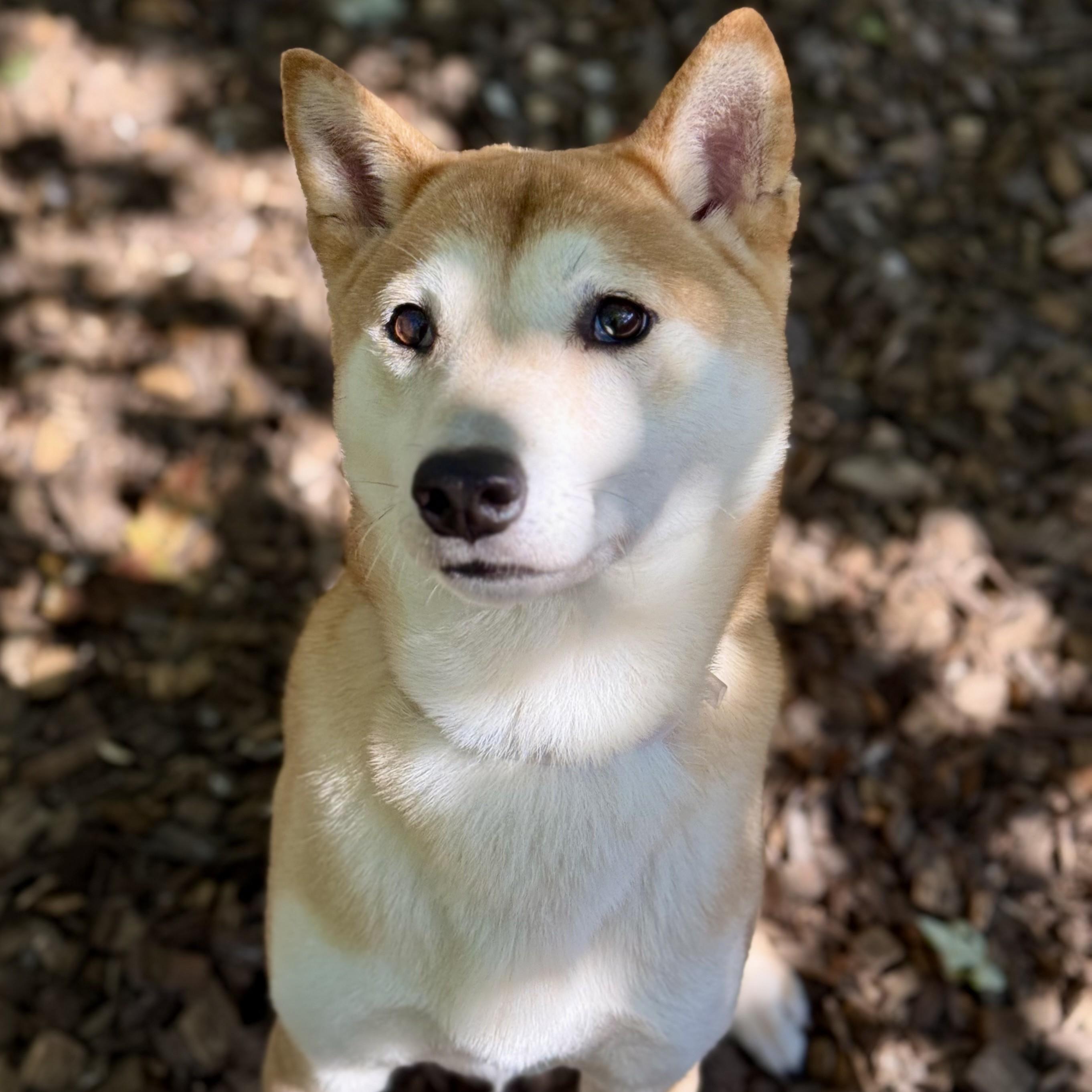 Enlarge Nori (53593), a ADOPTABLE Shiba Inu in Columbia, MD image 3/6