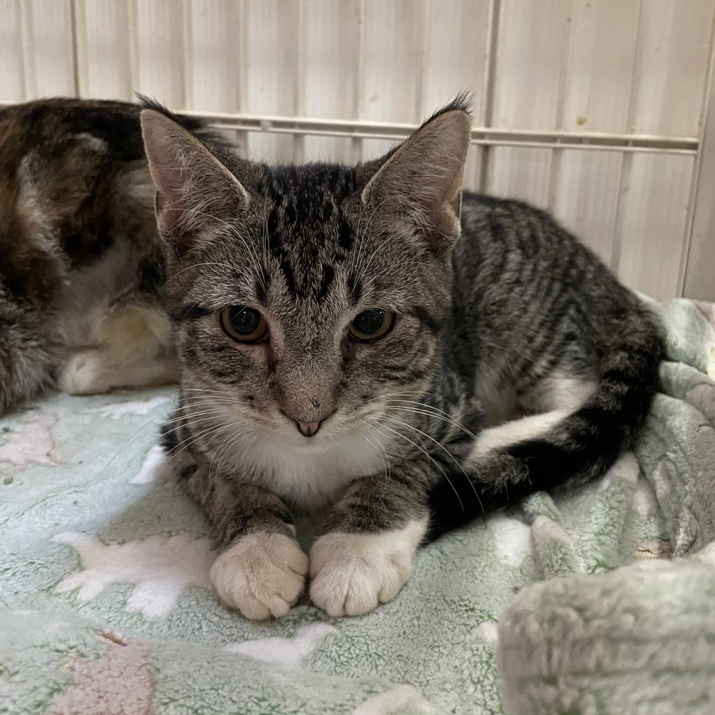 MJ, Adoptable, Kitten Male Domestic Short Hair.