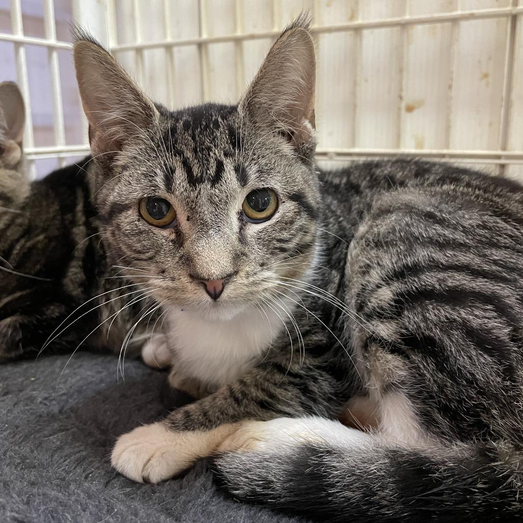 Enlarge MJ, a Adoptable Domestic Short Hair in Madison, WI image 2/4