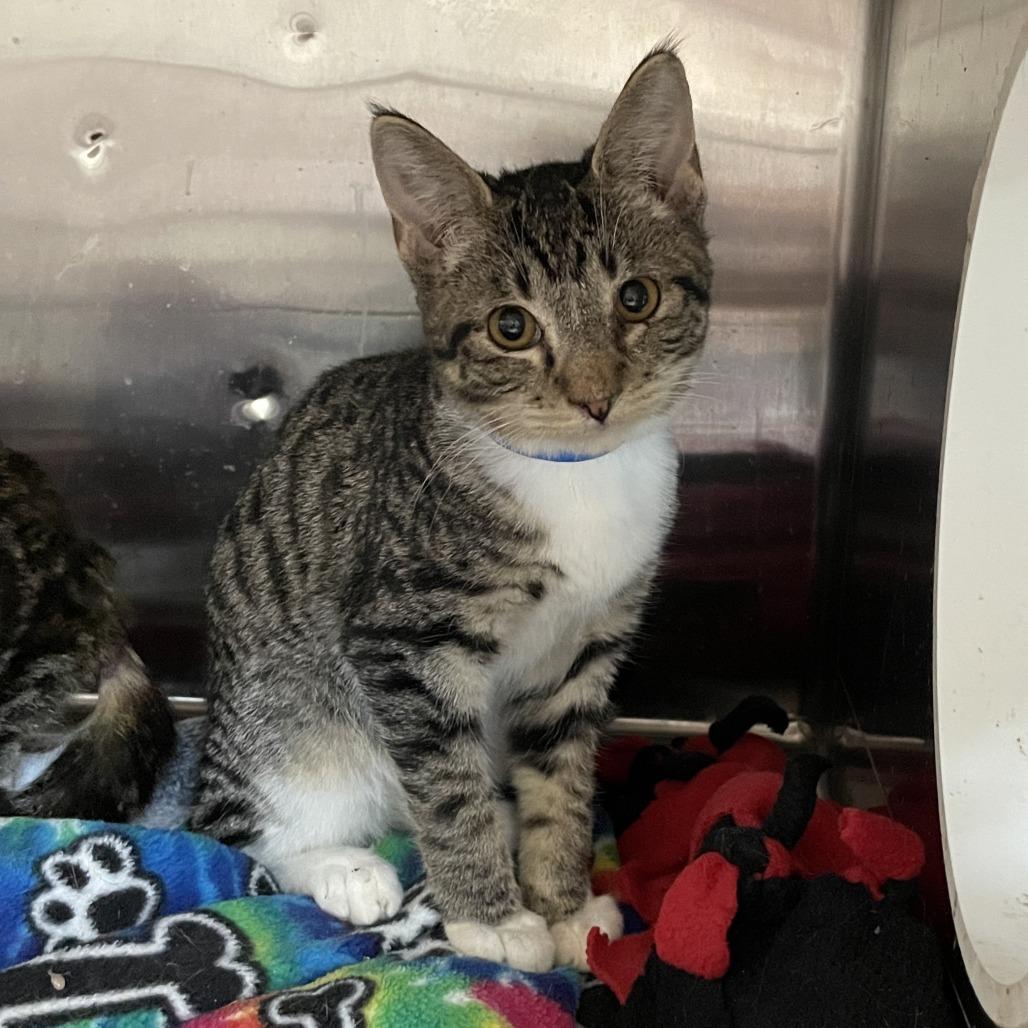 Enlarge MJ, a Adoptable Domestic Short Hair in Madison, WI image 3/3
