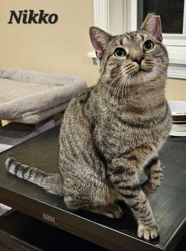 Nikko, a Adoptable Domestic Short Hair in Lenhartsville, PA image 1/2