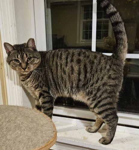 Nikko, a Adoptable Domestic Short Hair in Lenhartsville, PA image 2/2