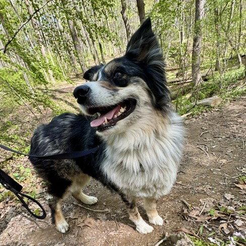 Enlarge PAPRIKA, a Adoptable Australian Shepherd in Hagerstown, MD image 1/3