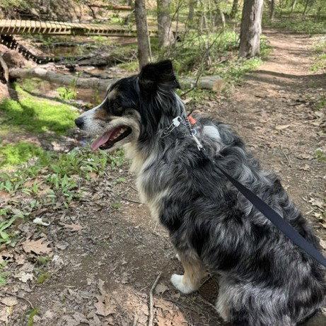 Enlarge PAPRIKA, a Adoptable Australian Shepherd in Hagerstown, MD image 2/3