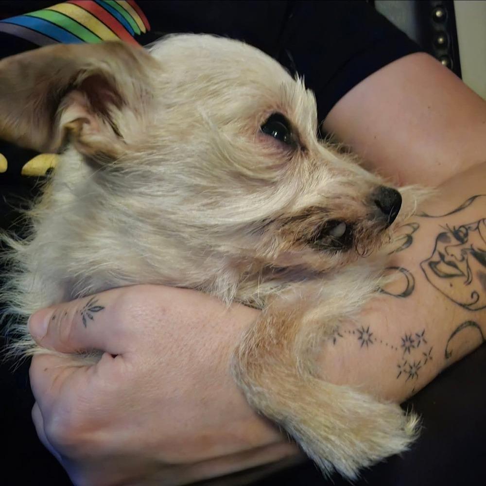 Ancient Shih Tzu, Adopted, Senior Male Shih Tzu.