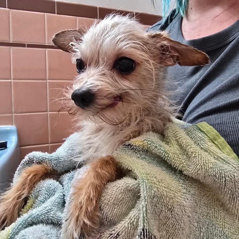 Enlarge Ancient Shih Tzu, a Adopted mixed breed in Aurora, IN image 2/6