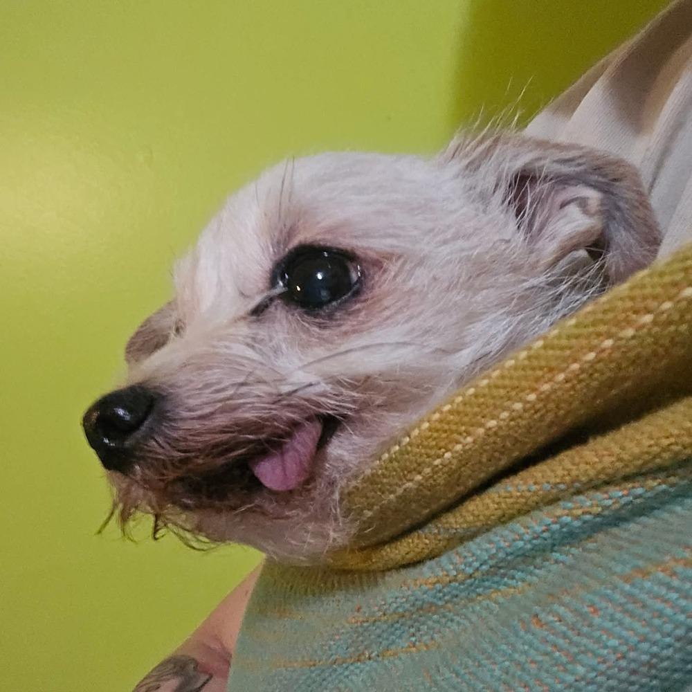 Enlarge Ancient Shih Tzu, a Adopted mixed breed in Aurora, IN image 3/6