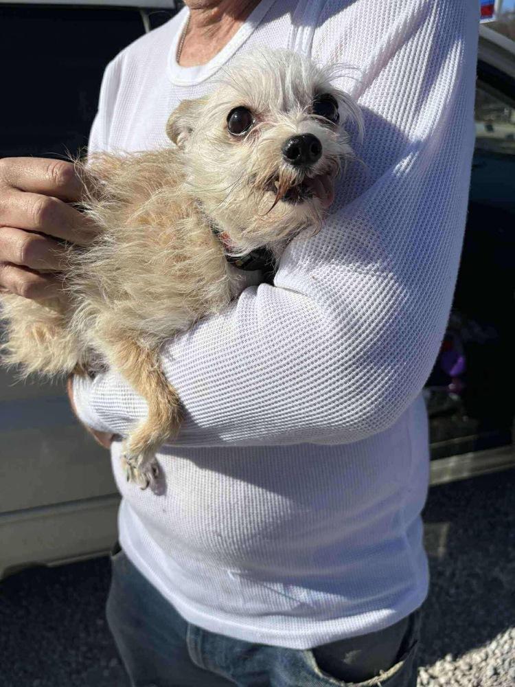 Ancient Shih Tzu, Adopted, Senior Male Shih Tzu.