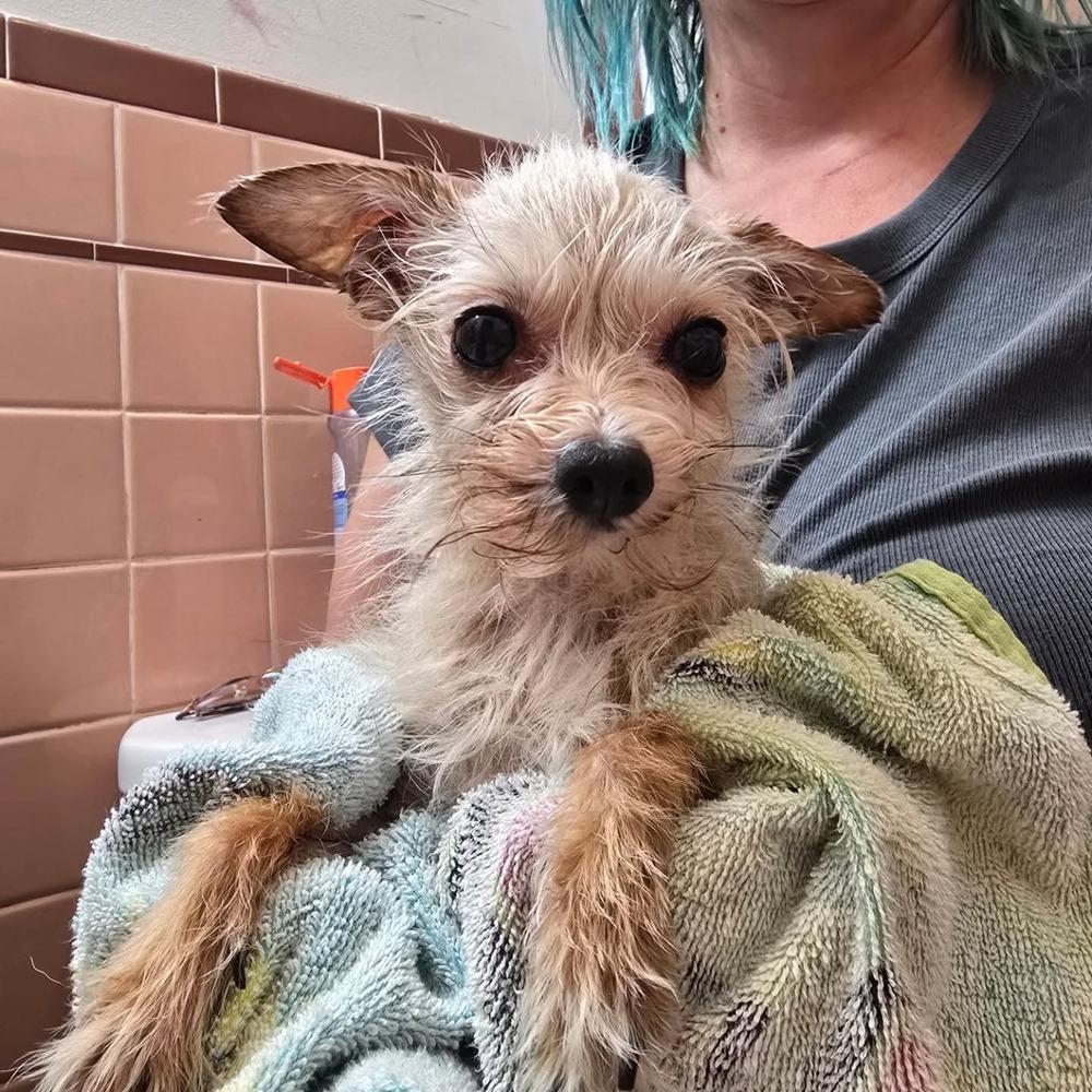 Enlarge Ancient Shih Tzu, a Adopted mixed breed in Aurora, IN image 4/6