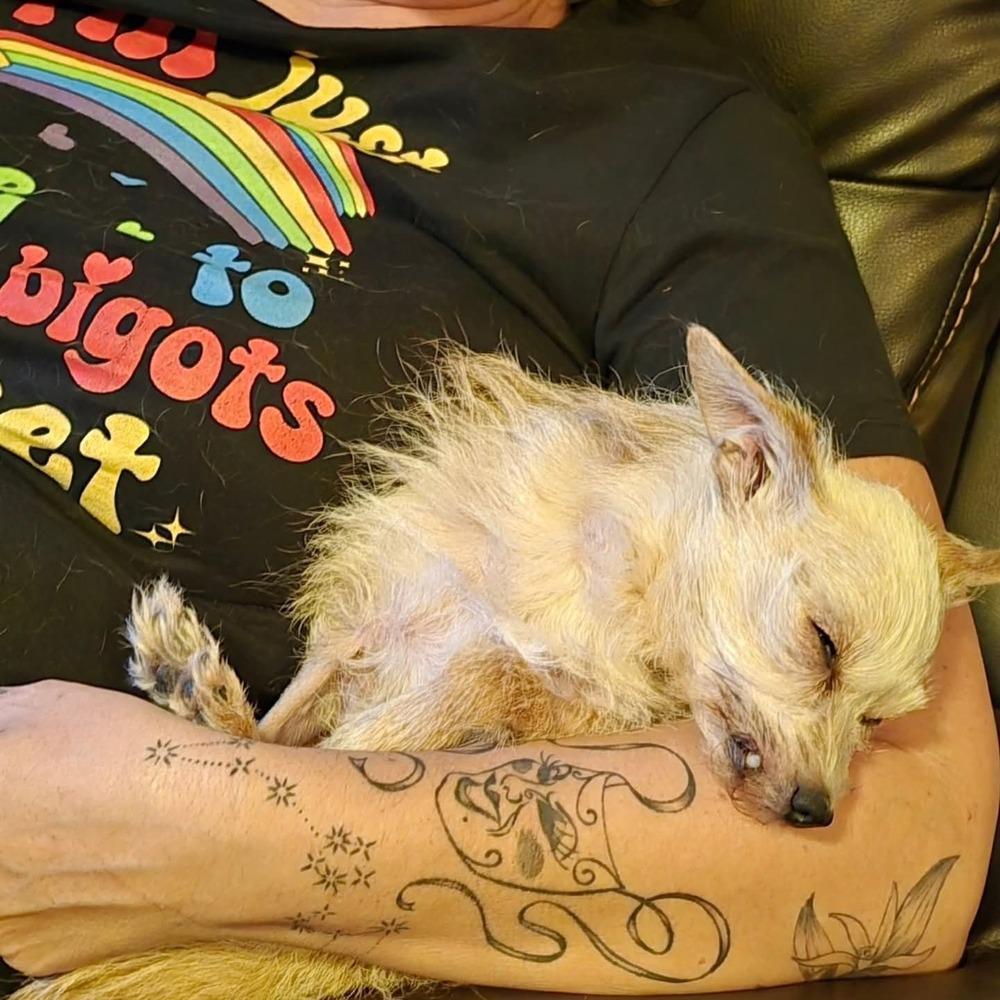 Enlarge Ancient Shih Tzu, a Adopted mixed breed in Aurora, IN image 5/6