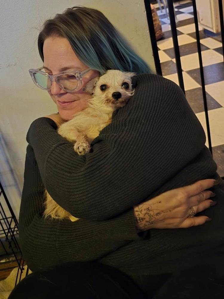 Enlarge Ancient Shih Tzu, a Adopted mixed breed in Aurora, IN image 6/6