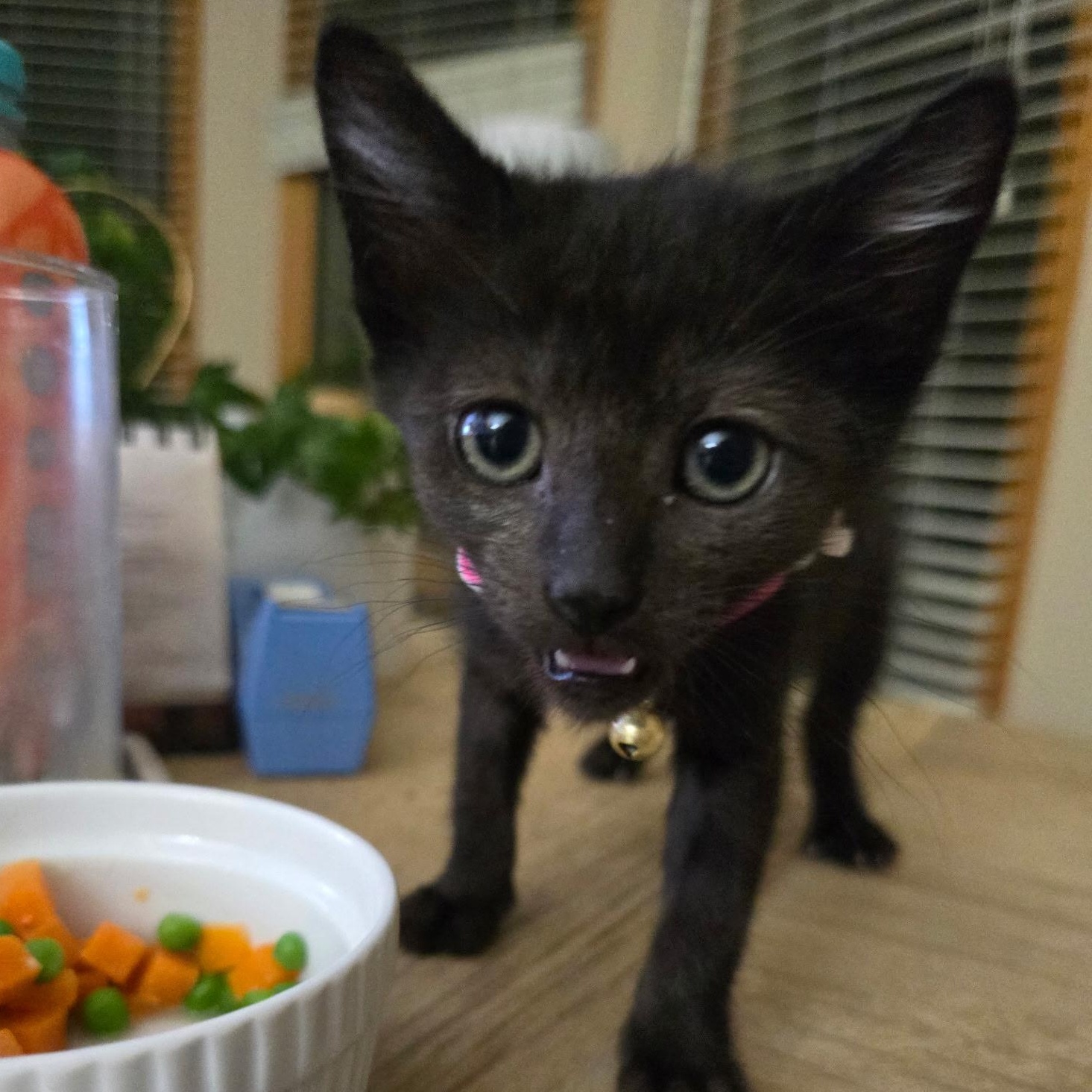 Apricity, a Adoptable mixed breed in Omaha, NE image 2/4