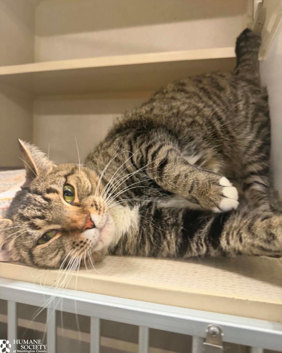 Enlarge ZIPPER, a Adoptable Domestic Short Hair in Hagerstown, MD image 1/1