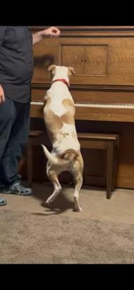 Enlarge Graham, a Adoptable mixed breed in Bolivar, TN image 2/2