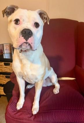 Graham, Adoptable, Adult Male American Staffordshire Terrier & Pit Bull Terrier.
