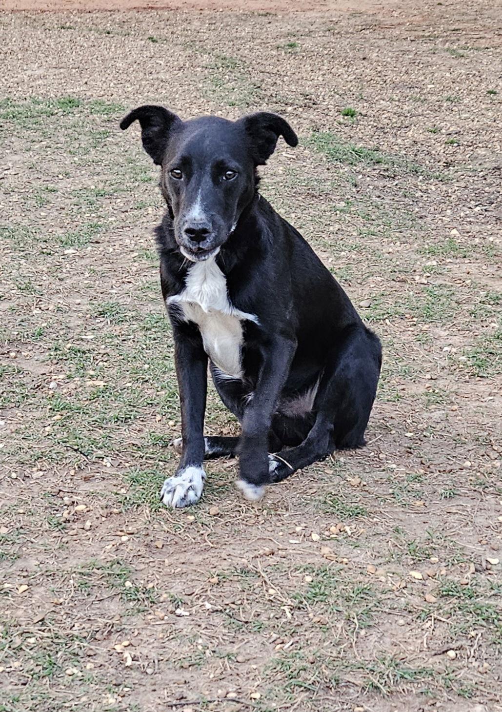Enlarge Johnny, a Adoptable mixed breed in Corinth, MS image 1/3
