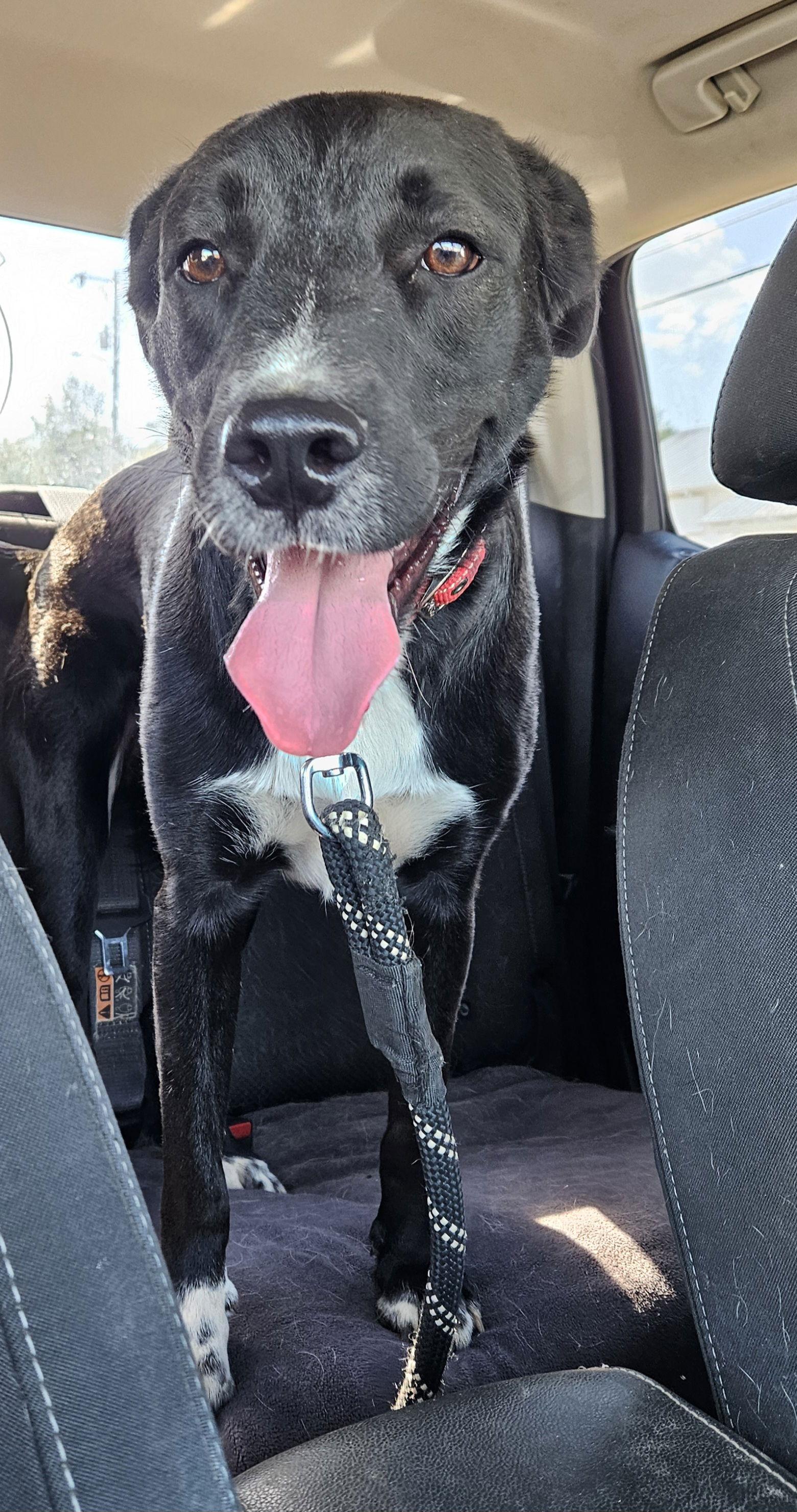 Enlarge Johnny, a Adoptable mixed breed in Corinth, MS image 3/3