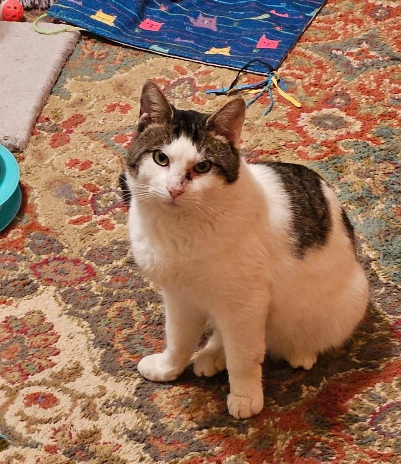 Byron, Adoptable, Adult Male Domestic Short Hair.