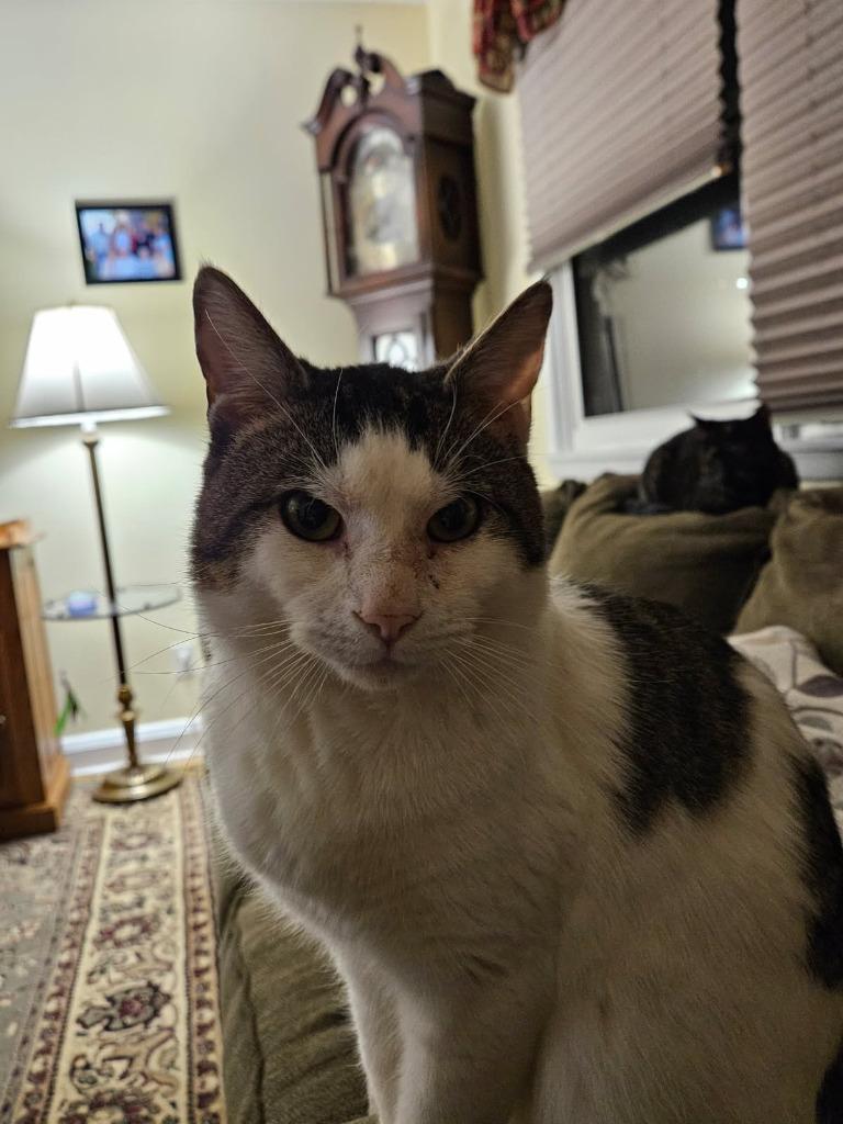 Enlarge Byron, a Adoptable mixed breed in Parkville, MD image 2/5