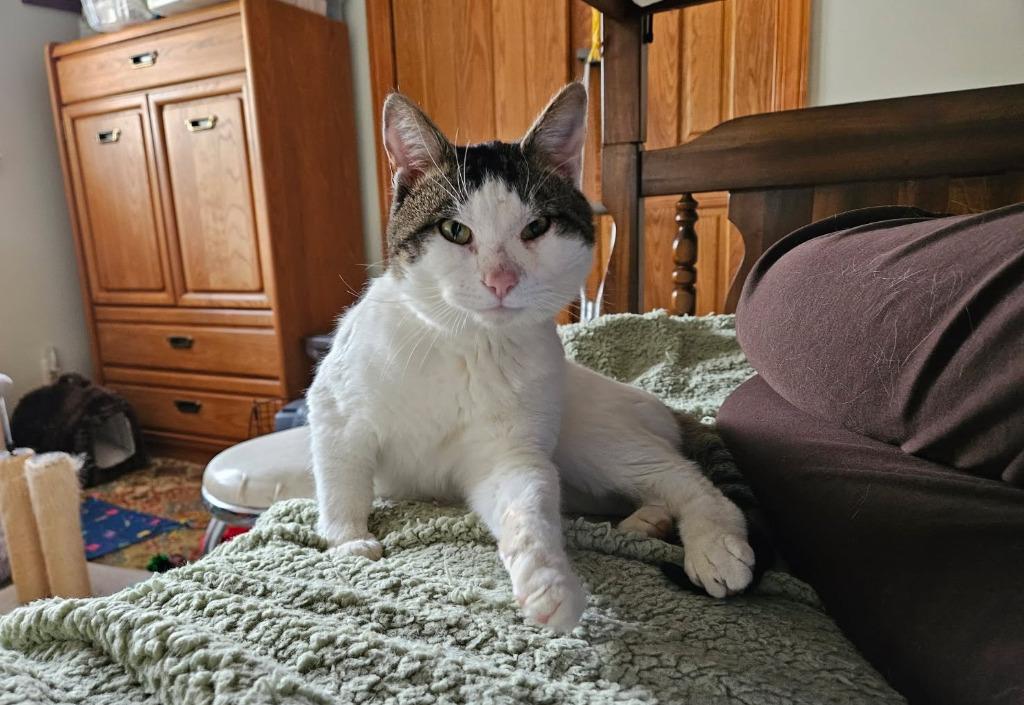 Enlarge Byron, a Adoptable mixed breed in Parkville, MD image 3/4