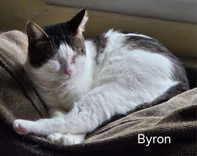 Enlarge Byron, a Adoptable mixed breed in Parkville, MD image 4/4