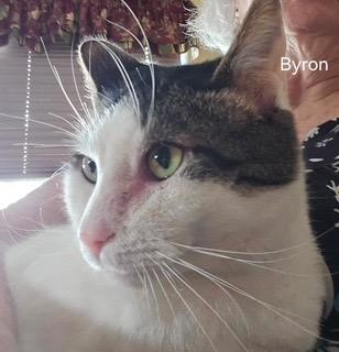 Enlarge Byron, a Adoptable mixed breed in Parkville, MD image 5/5