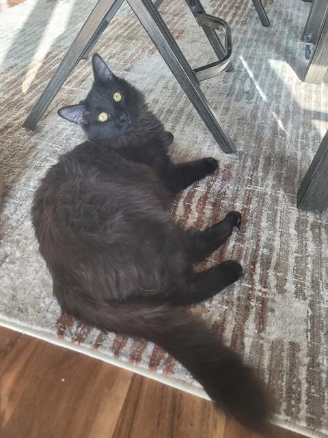 CALYPSO, Adoptable, Young Male Domestic Long Hair.