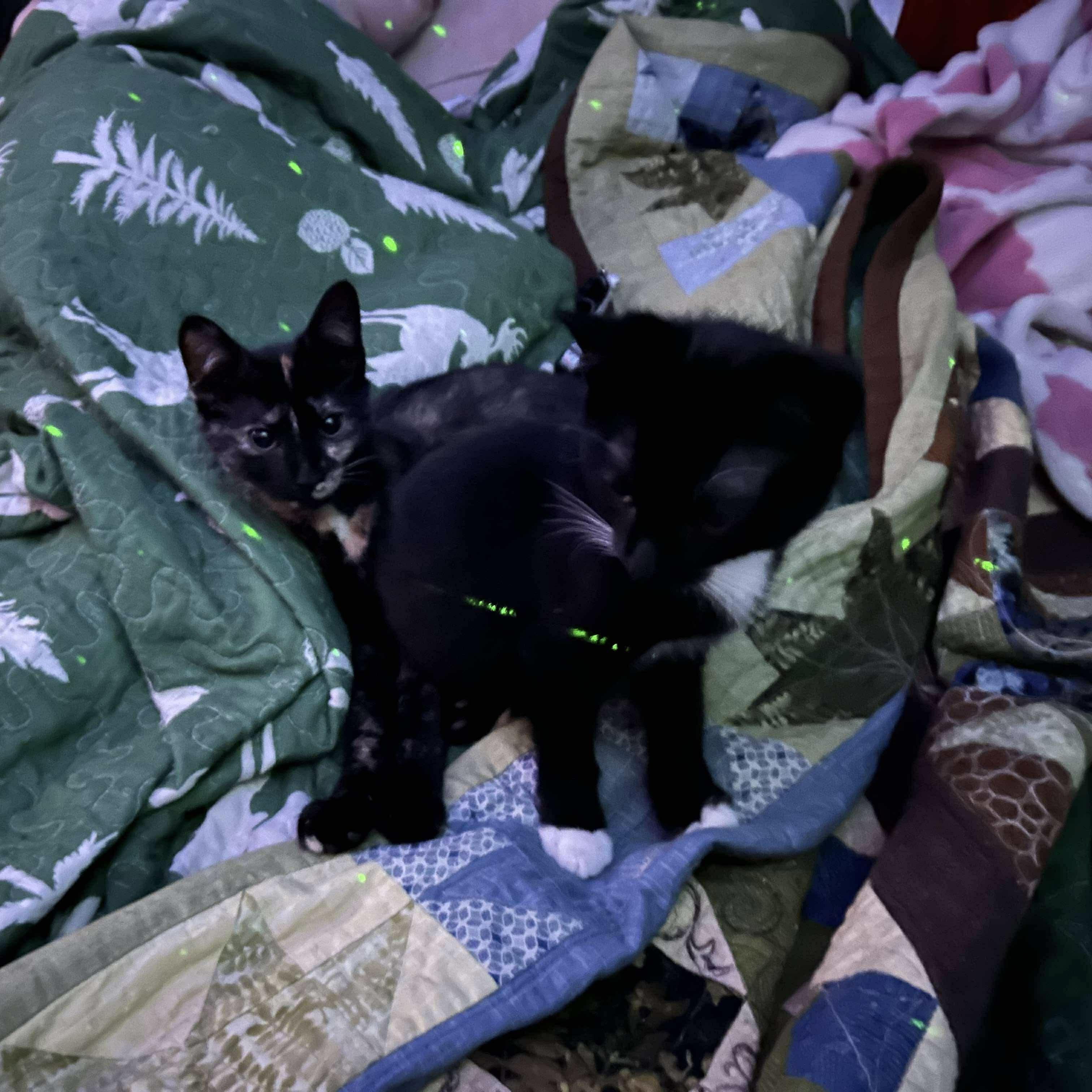 Tia and Davy, a Adoptable Domestic Short Hair in Manchester, CT image 4/4