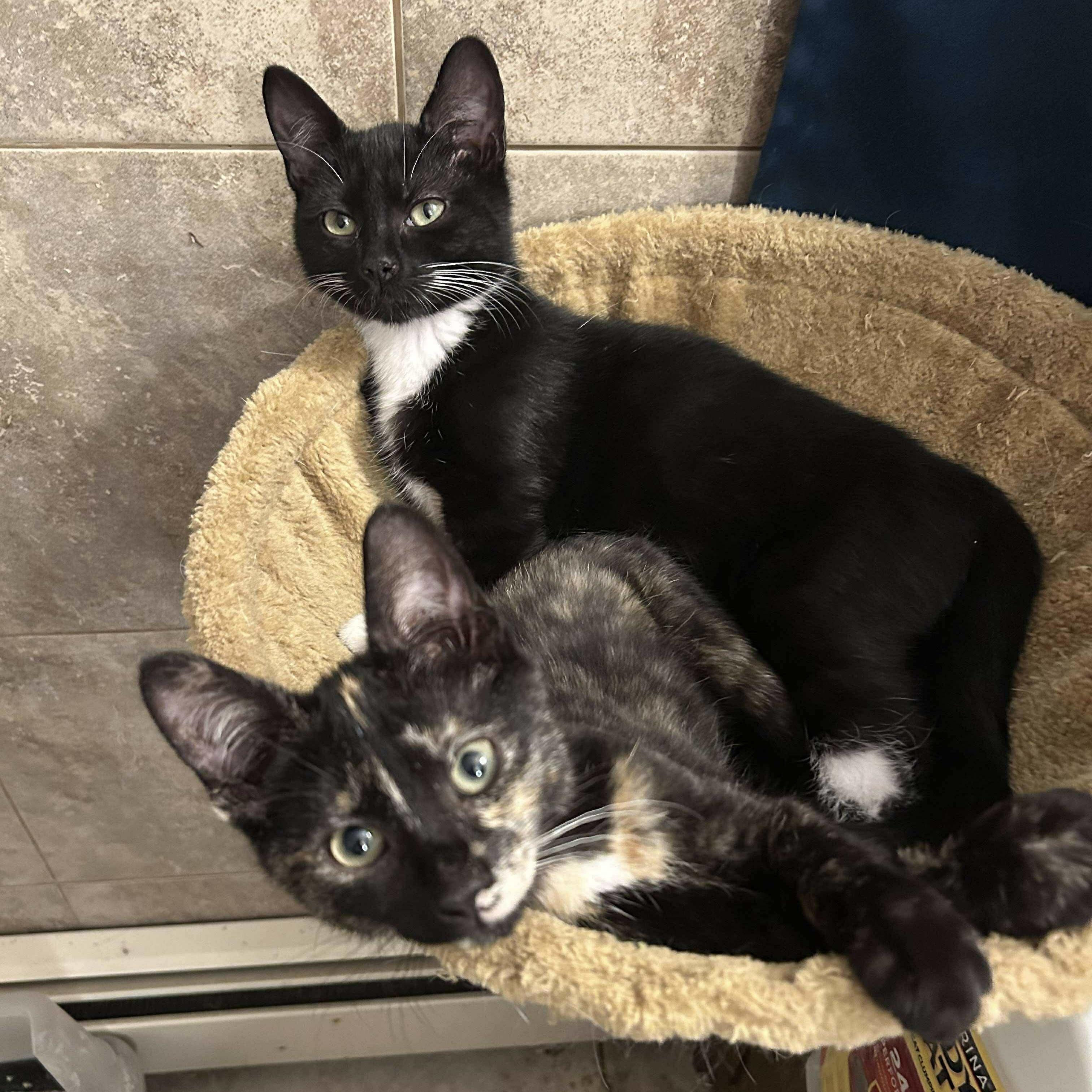 Tia and Davy, a Adoptable Domestic Short Hair in Manchester, CT image 1/4
