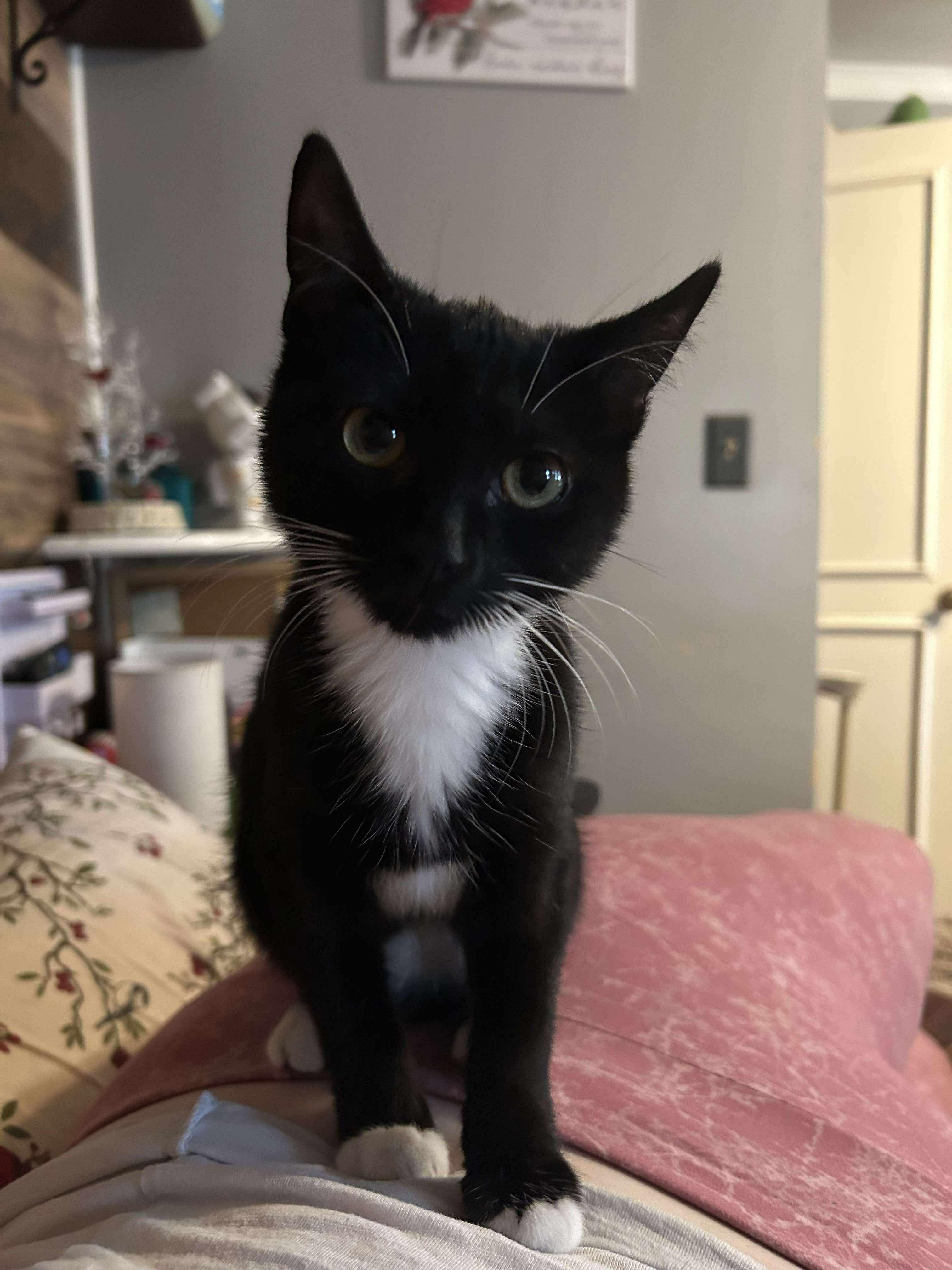 Tia and Davy, a Adoptable Domestic Short Hair in Manchester, CT image 3/4