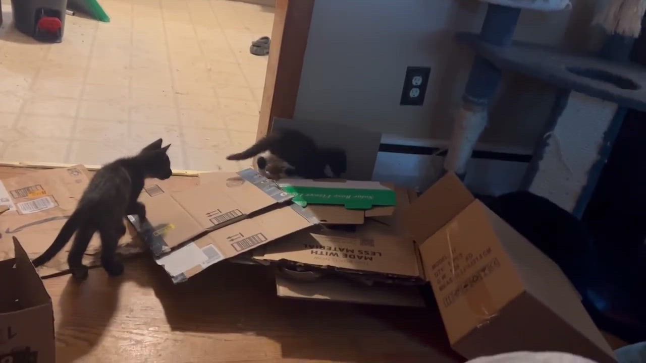 Enlarge Tia and Davy, a Adoptable Domestic Short Hair in Manchester, CT video 2/4