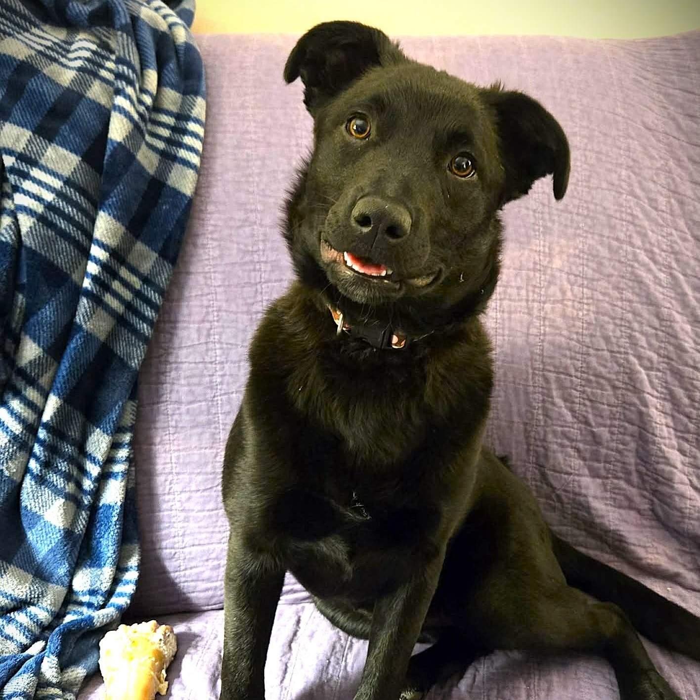 SASHA, adopted, Puppy Female Labrador Retriever & Schipperke.