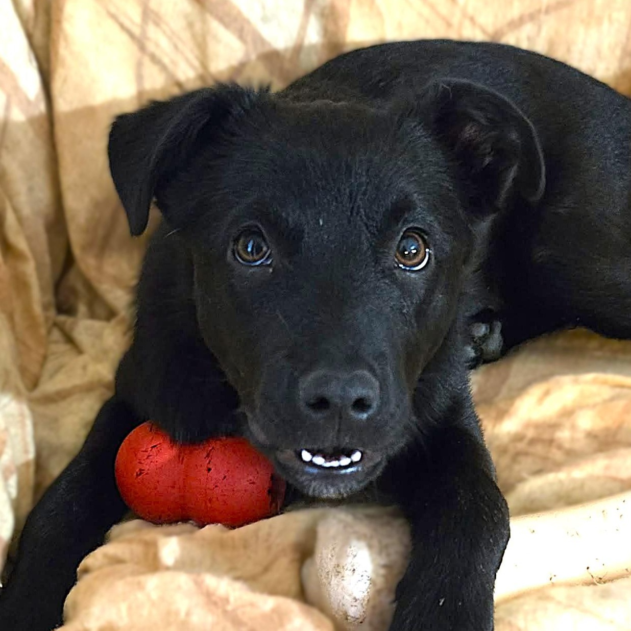 Enlarge SASHA, a Adoptable mixed breed in Burton, MI image 6/6