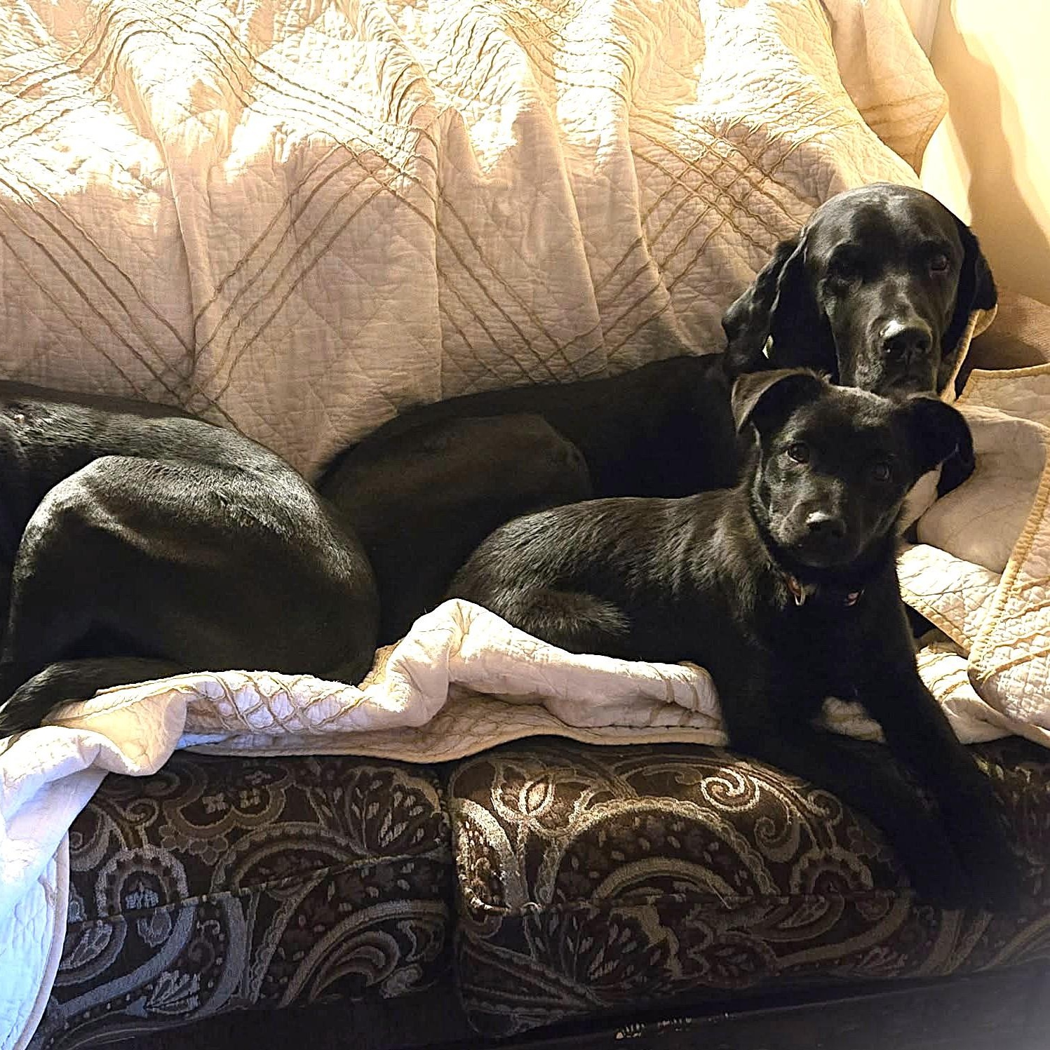 Enlarge SASHA, a Adoptable mixed breed in Burton, MI image 5/6