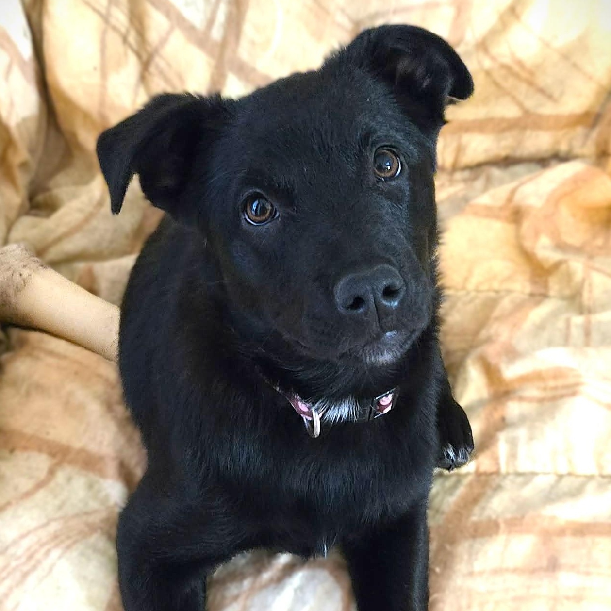 Enlarge SASHA, a Adoptable mixed breed in Burton, MI image 1/6