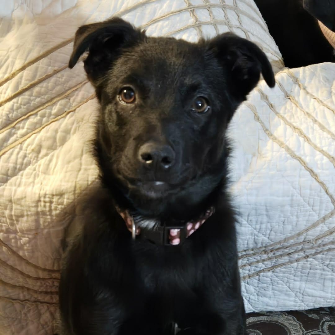 Enlarge SASHA, a Adoptable mixed breed in Burton, MI image 4/6