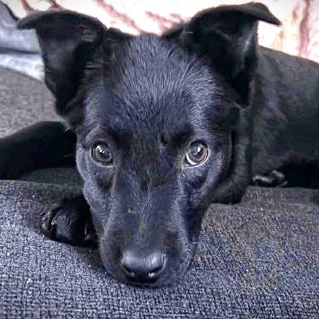 Enlarge SASHA, a Adoptable mixed breed in Burton, MI image 2/6