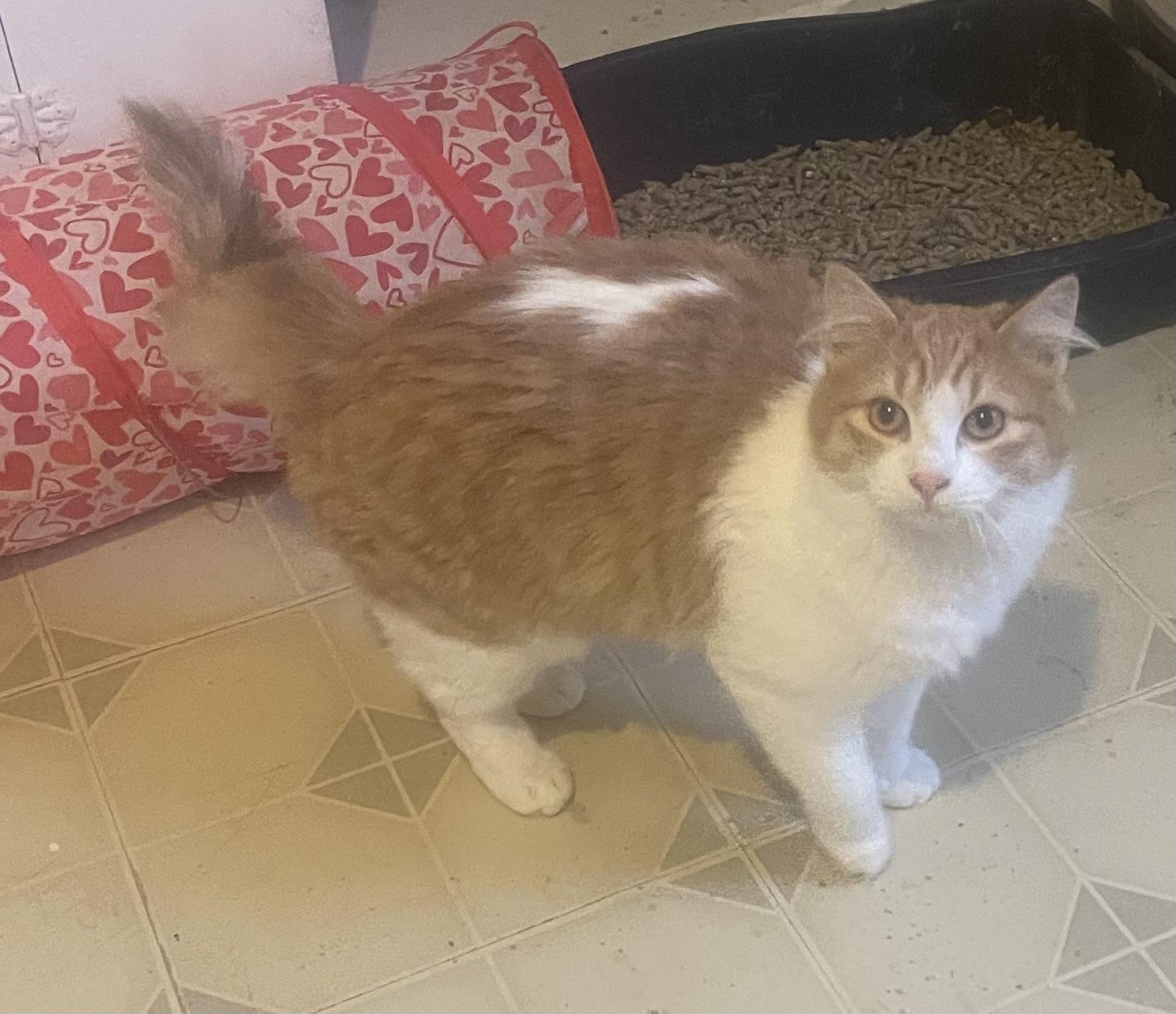 Mickey, ADOPTABLE, Young Male Domestic Long Hair.