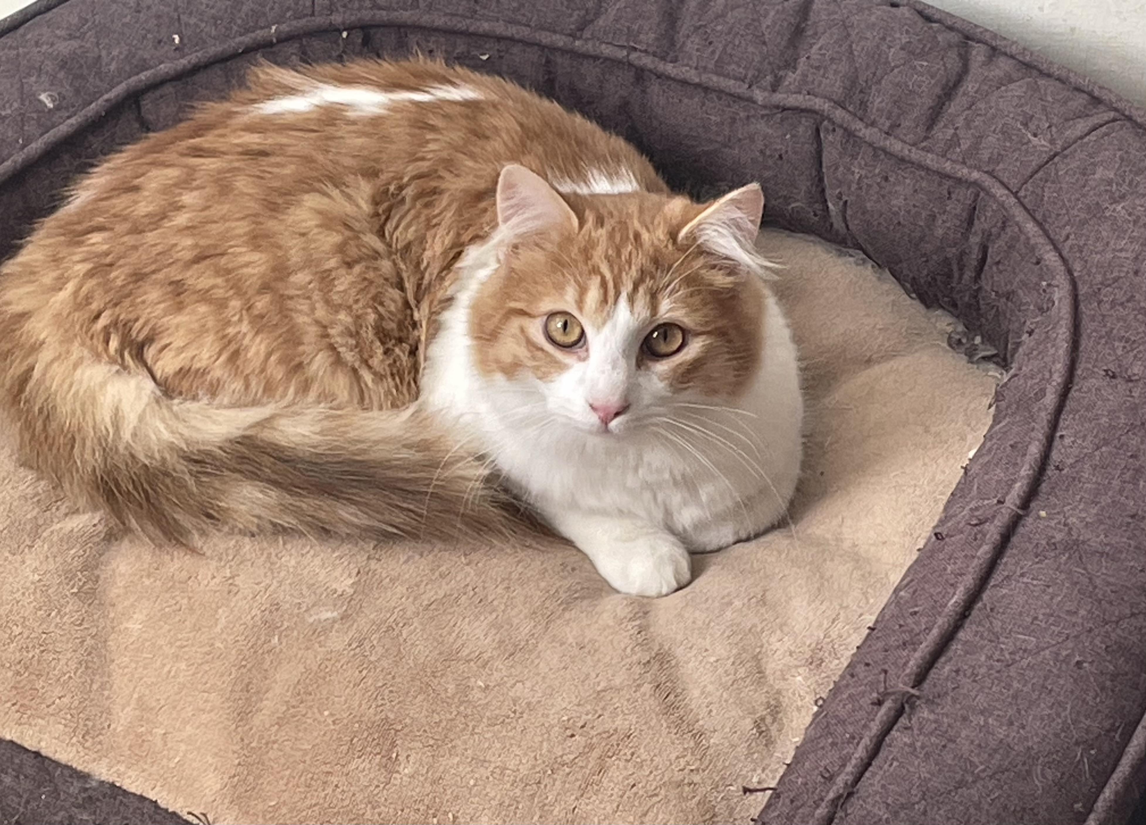 Mickey, ADOPTABLE, Young Male Domestic Long Hair.