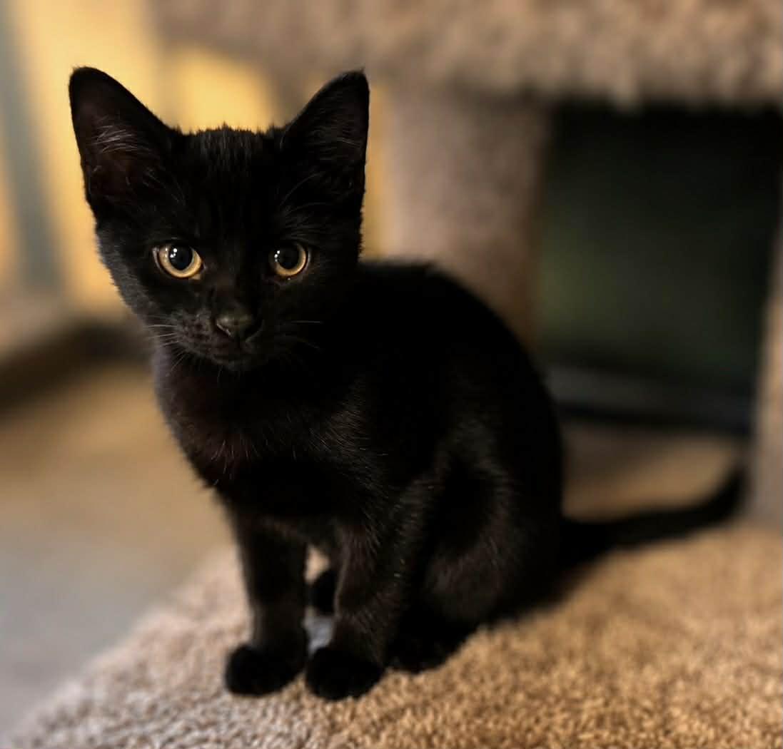 Enlarge Penelope, an adopted Domestic Short Hair in Shakopee, MN image 1/1