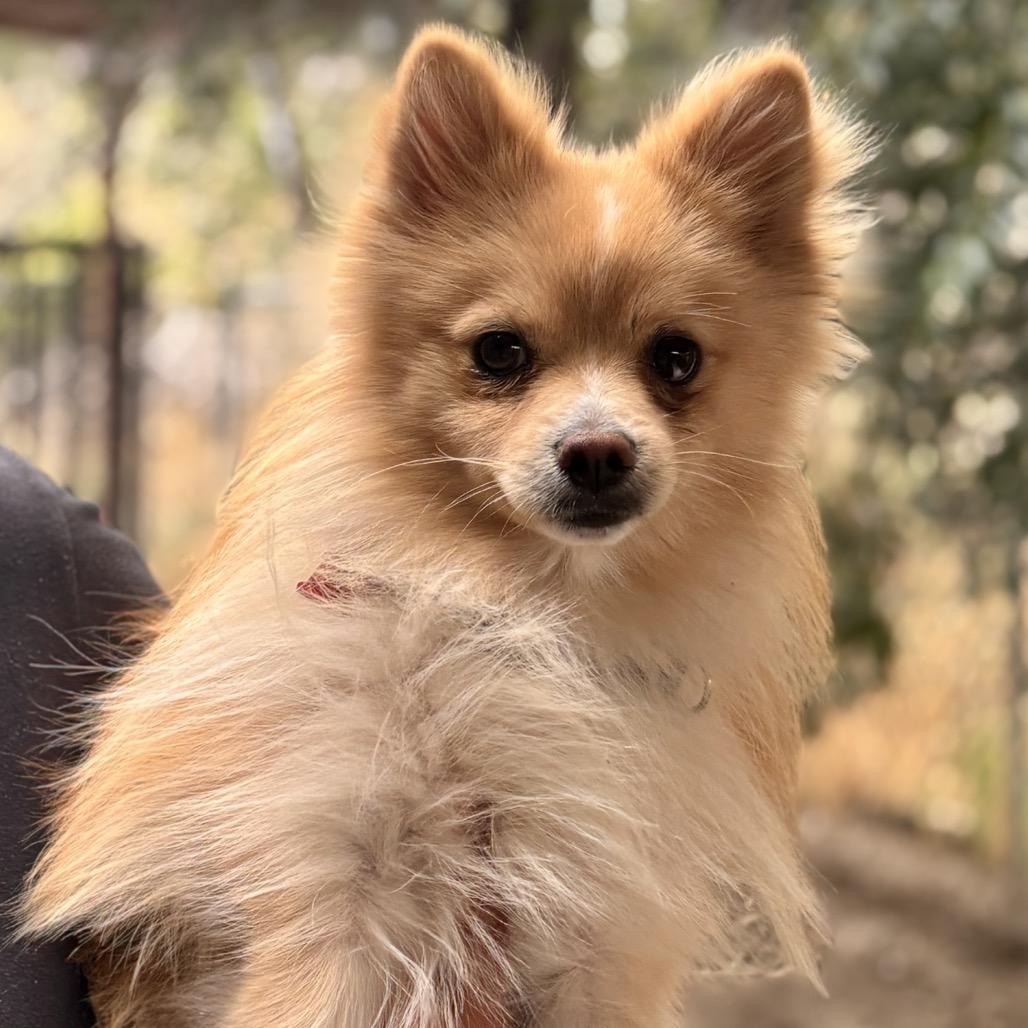 Labubu, Adoptable, Young Male Pomeranian.