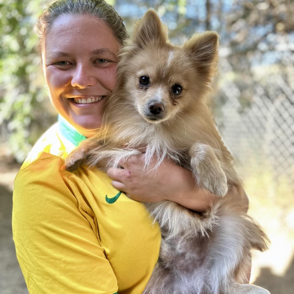 Labubu, a Adoptable Pomeranian in Glenwood Springs, CO image 2/6