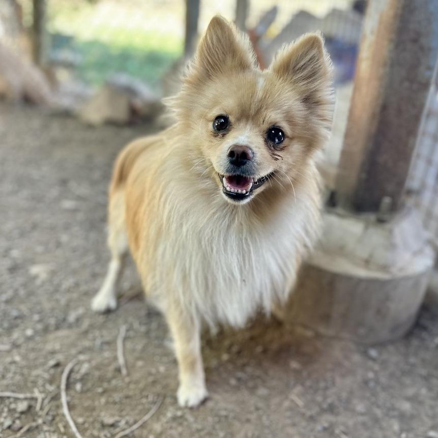 Labubu, a Adoptable Pomeranian in Glenwood Springs, CO image 3/6