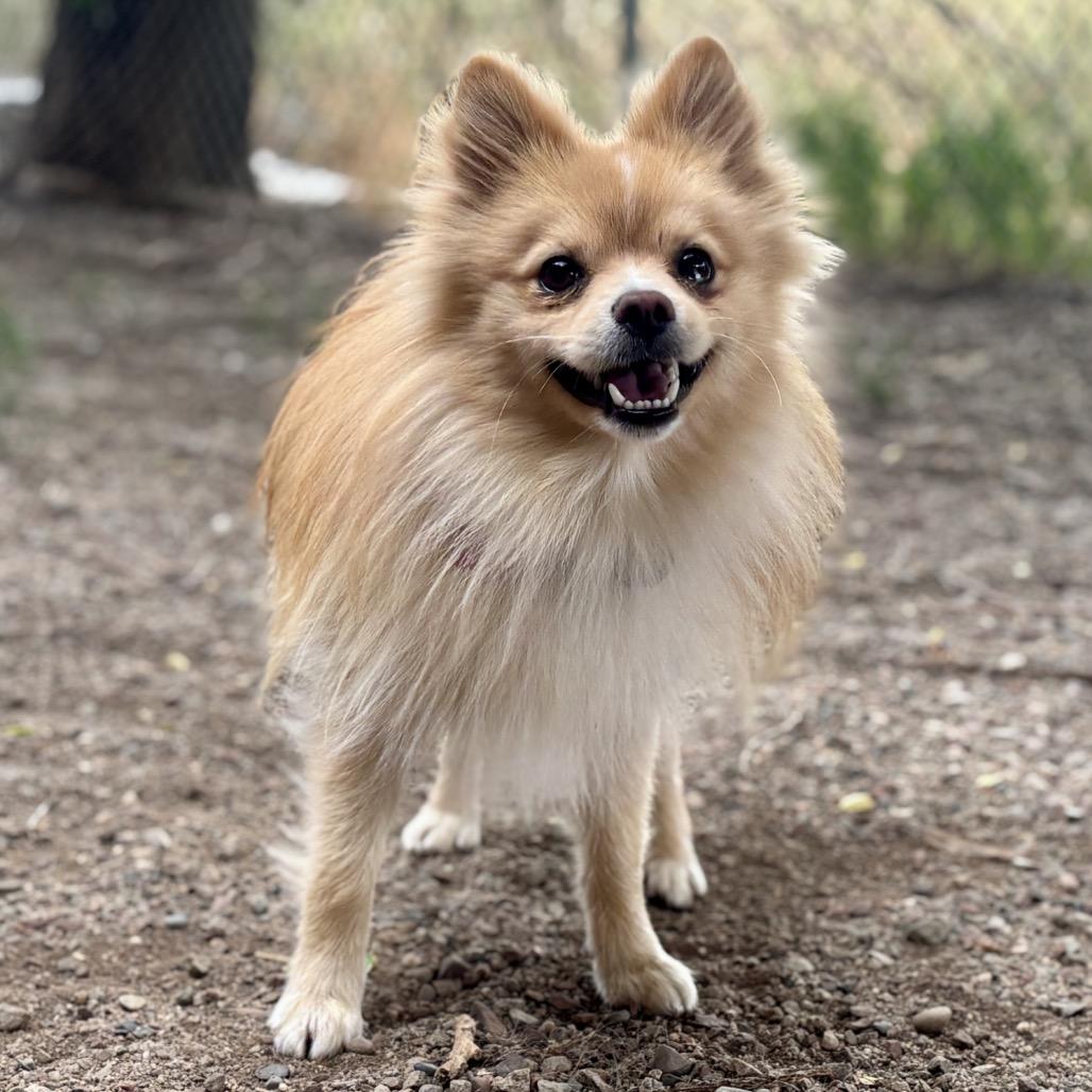 Labubu, a Adoptable Pomeranian in Glenwood Springs, CO image 4/6