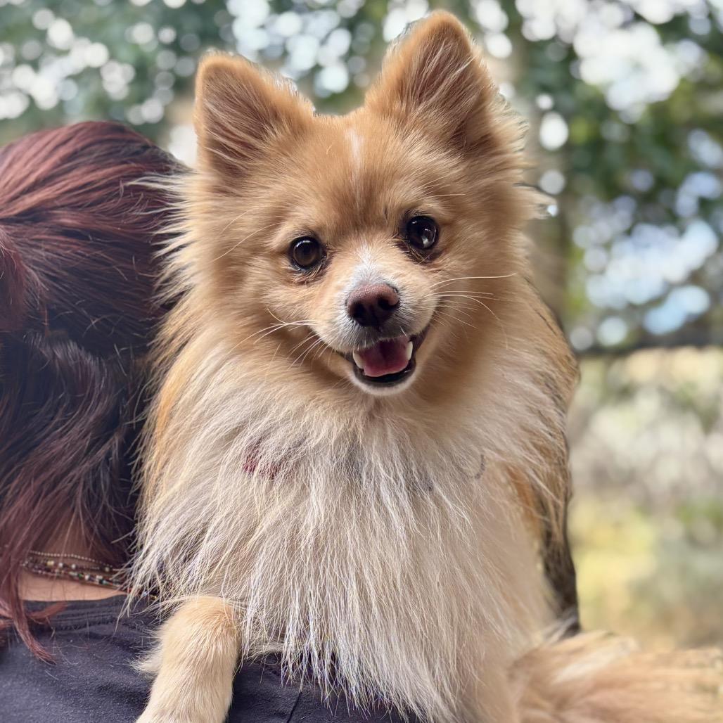 Labubu, a Adoptable Pomeranian in Glenwood Springs, CO image 5/6