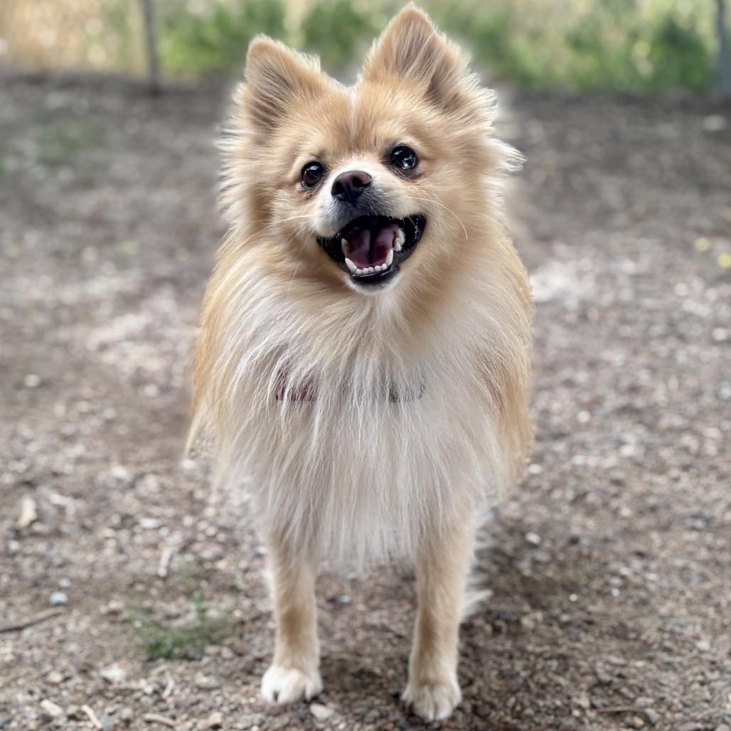 Labubu, a Adoptable Pomeranian in Glenwood Springs, CO image 6/6